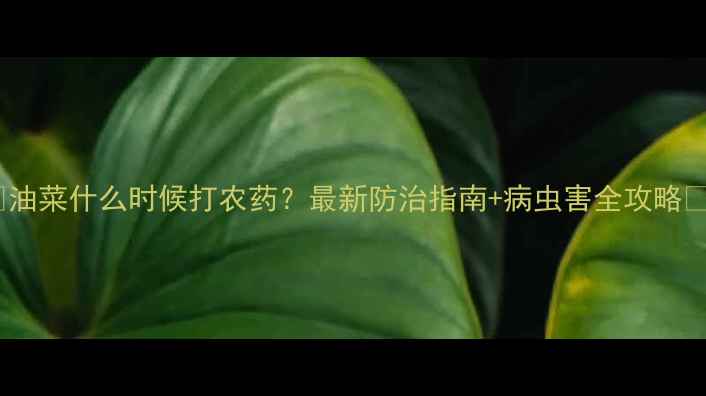图片 🌱油菜什么时候打农药？最新防治指南+病虫害全攻略🌾2