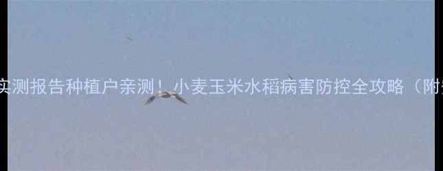 图片 🌱银农威杀菌剂实测报告种植户亲测！小麦玉米水稻病害防控全攻略（附安全使用指南）1