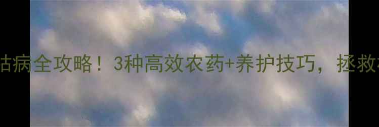 图片 🌳杉树叶枯病全攻略！3种高效农药+养护技巧，拯救枯黄杉树1