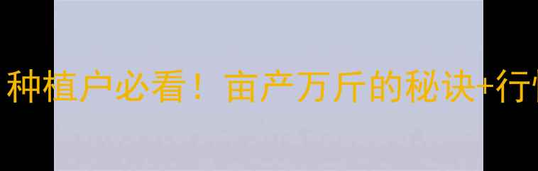 图片 🌶️柿子椒价格大起底！种植户必看！亩产万斤的秘诀+行情趋势+补贴政策全🌶️1