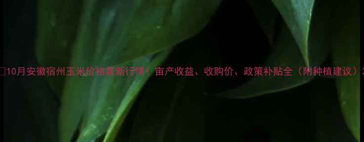 图片 🌾10月安徽宿州玉米价格最新行情！亩产收益、收购价、政策补贴全（附种植建议）2