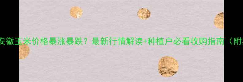 图片 🌾11月6日安徽玉米价格暴涨暴跌？最新行情解读+种植户必看收购指南（附实时数据）