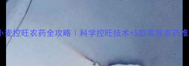 图片 🌾小麦控旺农药全攻略｜科学控旺技术+5款高效农药推荐2