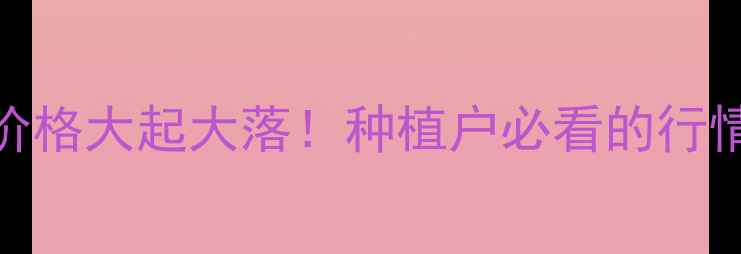 图片 🌾山东德州玉米价格大起大落！种植户必看的行情分析+种植技巧2