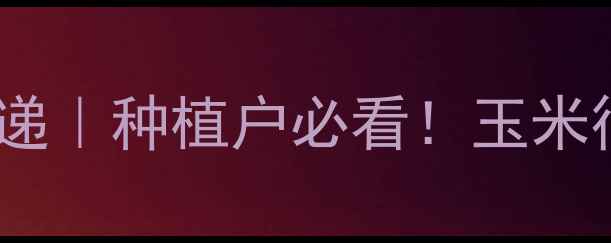图片 🌾抚宁玉米价格今日速递｜种植户必看！玉米行情波动全+种植攻略🌾