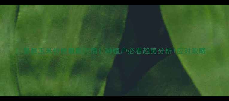 图片 🌾易县玉米价格最新行情！种植户必看趋势分析+应对攻略💰