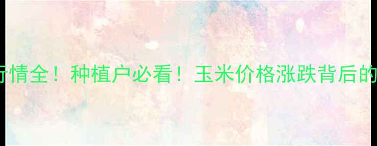 图片 🌾玉米粒价格行情全！种植户必看！玉米价格涨跌背后的三大核心逻辑2