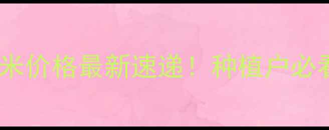 图片 🌾邢台玉米价格最新速递！种植户必看干货🌾1