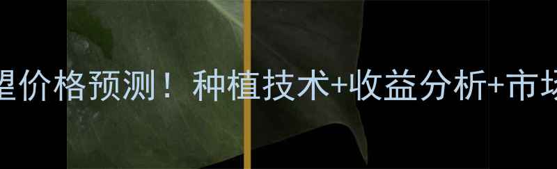 图片 🌾龙灯稻望价格预测！种植技术+收益分析+市场趋势全🌾