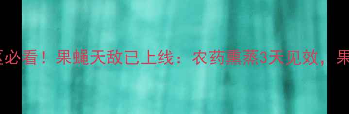 图片 🍊柑橘种植区必看！果蝇天敌已上线：农药熏蒸3天见效，果农亲测有效1