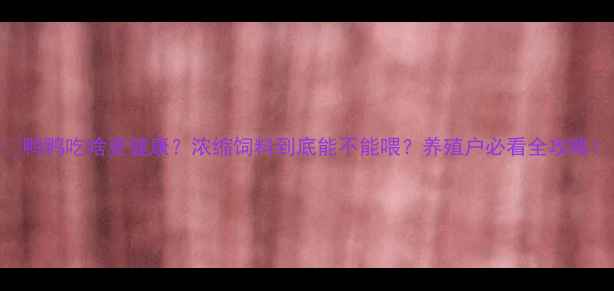 图片 🐥鸭鸭吃啥更健康？浓缩饲料到底能不能喂？养殖户必看全攻略！