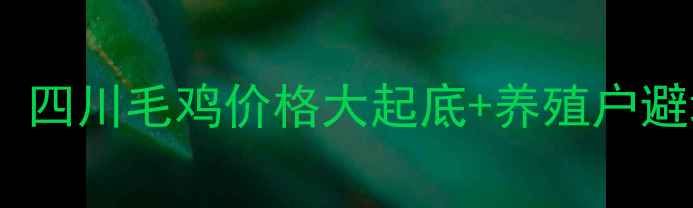 图片 🔥今日四川农村人必收藏！四川毛鸡价格大起底+养殖户避坑指南（附最新报价表）1