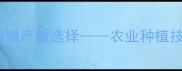 阳光多抗高效抗病增产新选择农业种植技术指南与市场分析