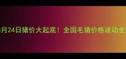 8月24日猪价大起底全国毛猪价格波动全