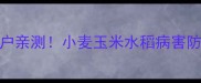 银农威杀菌剂实测报告种植户亲测小麦玉米水稻病害防控全攻略附安全使用指南