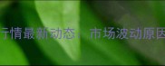 回龙观鸡蛋价格行情最新动态市场波动原因及未来趋势分析