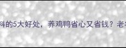 麸皮做饲料的5大好处养鸡鸭省心又省钱老农真相