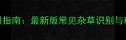麦田除草剂使用指南最新版常见杂草识别与科学施药全攻略