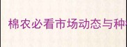 河北棉花价格今日行情棉农必看市场动态与种植建议附实时报价