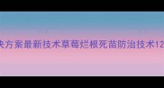 草莓烂根死苗专业解决方案最新技术草莓烂根死苗防治技术120元亩含药肥套餐