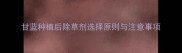 甘蓝种植后除草剂选择原则与注意事项