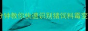 养殖户必看3分钟教你快速识别猪饲料霉变守护猪群健康