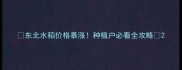 东北水稻价格暴涨种植户必看全攻略