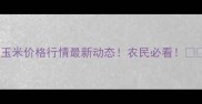 玉米价格行情最新动态农民必看