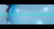 淘汰鸡市场行情分析全国淘汰鸡价格走势及养殖成本最新数据附10月9日实时报价