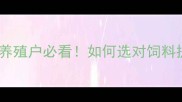 河北大鸡狐狸饲料推荐养殖户必看如何选对饲料提升效益附品牌测评攻略
