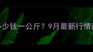 南宁生猪仔价格多少钱一公斤9月最新行情速递养殖户必看