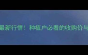 德州乐陵玉米价格今日最新行情种植户必看的收购价与市场分析附种植建议