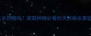 醋能替代农药酒吗家庭种植必看的天然病虫害防治指南