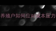 猪饲料价格暴涨养殖户如何应对成本压力附最新行情分析