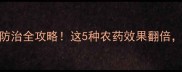 生姜病害防治全攻略这5种农药效果翻倍新手必看