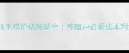 肉鸡苗毛鸡价格波动全养殖户必看成本利润指南