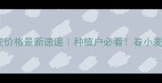 山东省小麦价格最新速递种植户必看春小麦行情深度