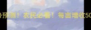 玉米价格走势预测农民必看每亩增收500元攻略