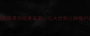 黑龙江利民除草剂效果实测三大优势让种植户直呼真香