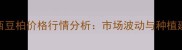 广西豆柏价格行情分析市场波动与种植建议