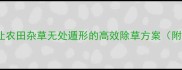 牛繁缕除草剂让农田杂草无处遁形的高效除草方案附种植户实测攻略