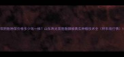 双胞胎种苗价格多少钱一株山东寿光双胞胎辣椒黄瓜种植技术全附市场行情