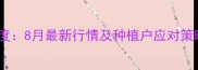 广东玉米价格波动深度8月最新行情及种植户应对策略附区域价格表