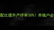 母猎饲料配方科学配比提升产仔率30养殖户必看黄金饲料制作攻略
