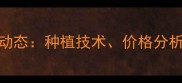 江西饲料玉米最新动态种植技术价格分析及市场趋势全解读