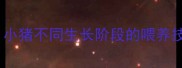 科学配制饲料配方小猪不同生长阶段的喂养技巧与营养搭配指南