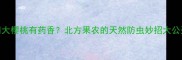 大樱桃有药香北方果农的天然防虫妙招大公开