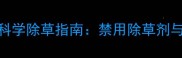 韭菜幼苗期科学除草指南禁用除草剂与替代方案全