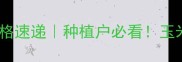 今日汾阳玉米价格速递种植户必看玉米收购价波动全