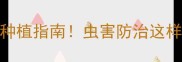 农药乐阔净效果最新种植指南虫害防治这样做亩产提升30